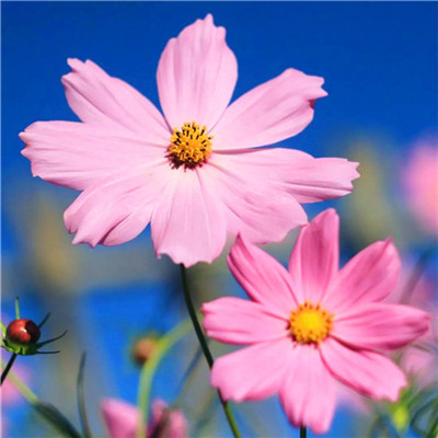 2023转运的微信头像 2023年招财微信头像