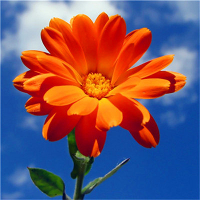 2023转运的微信头像 2023年招财微信头像