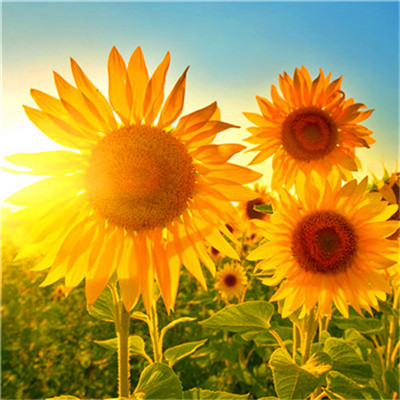 2023年给女人带来好运的头像 女人专用的微信头像