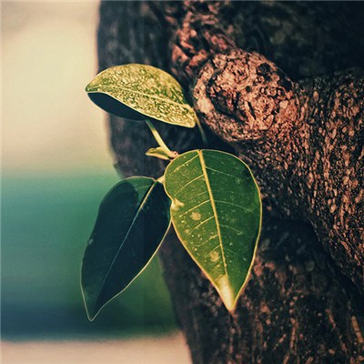 2023年给女人带来好运的头像 女人专用的微信头像