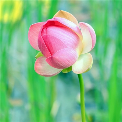 能带来好运的快手头像(精选16张)