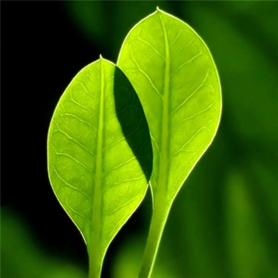 高分好运头像(16张)