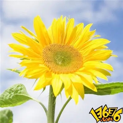 最佳头像图片带来好运(精选16张)