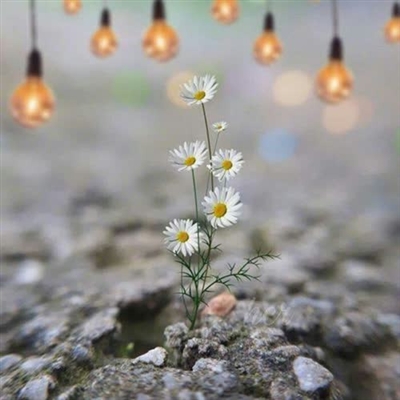 提升运气的微信头像图片(16张)