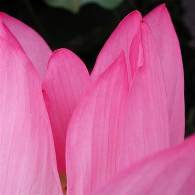 最美妈妈头像图片大全(精选14张)