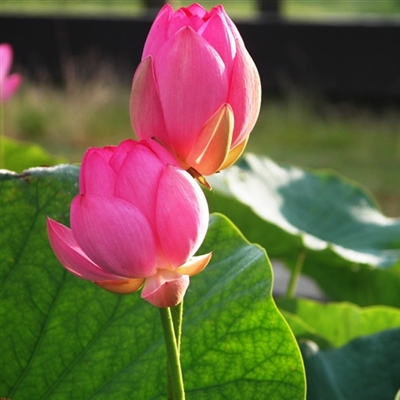 最美妈妈头像图片大全(精选14张)