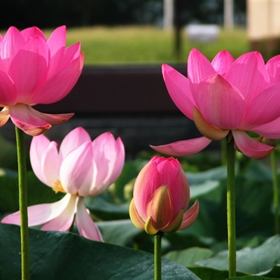 最美妈妈头像图片大全(精选14张)