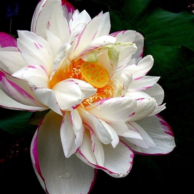 最美妈妈头像图片大全(精选14张)