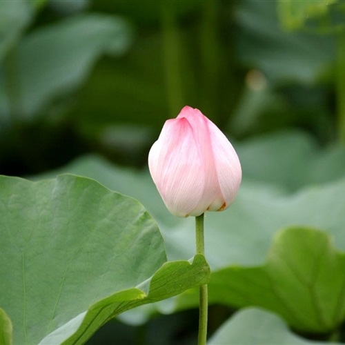 妈妈最喜欢的头像图片(精选16张)