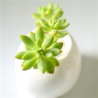 70后妈妈微信头像(16张)