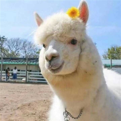 好看的头像图片幼稚(精选16张)