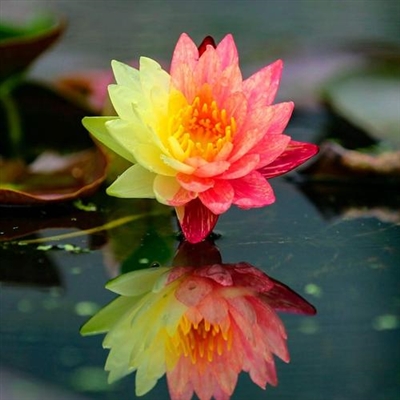 2023新款好看的头像(24张)