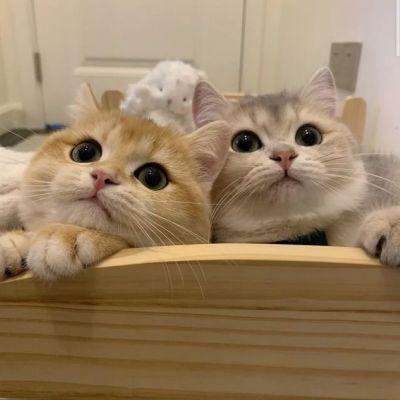 最近火的头像猫(精选16张)