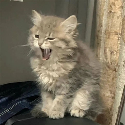 最近火的头像猫(精选16张)