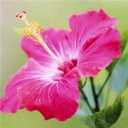 2023转运的微信头像花草(精选24张)