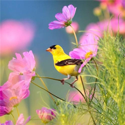 2023转运的微信头像花草(精选24张)