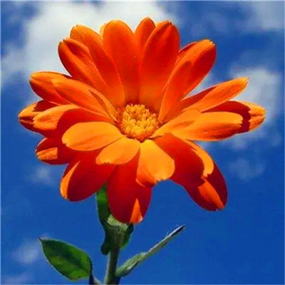 2023转运的微信头像花草(精选24张)