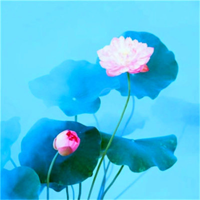 2023转运的微信头像花草(精选24张)