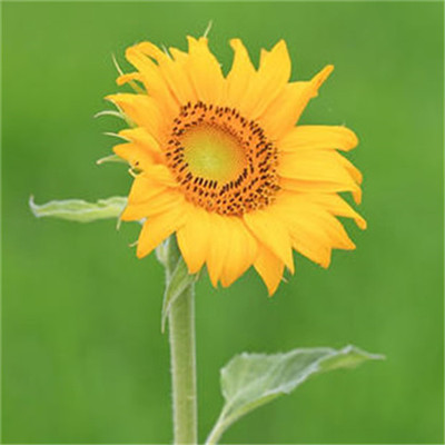 2023转运的微信头像花草(精选24张)