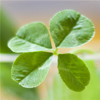 2023转运的微信头像花草(精选24张)