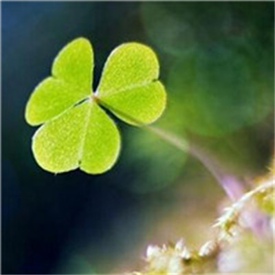 2023转运的微信头像四叶草(14张)