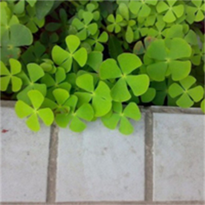 2023转运的微信头像四叶草(14张)