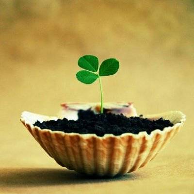 2023转运的微信头像四叶草(14张)