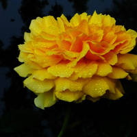 月季花微信头像最好看的(精选24张)