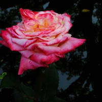 月季花微信头像最好看的(精选24张)