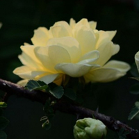 月季花微信头像最好看的(精选24张)