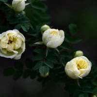 月季花微信头像最好看的(精选24张)