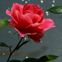 月季花微信头像最好看的(精选24张)