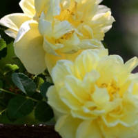 月季花微信头像最好看的(精选24张)