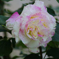 月季花微信头像最好看的(精选24张)