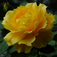 月季花微信头像最好看的(精选24张)