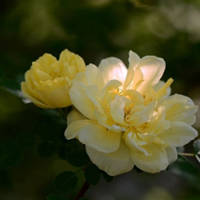 月季花微信头像最好看的(精选24张)