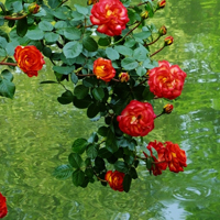 月季花微信头像最好看的(精选24张)