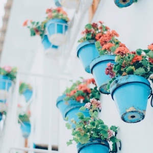 微信头像最好看的花各种各样(26张)