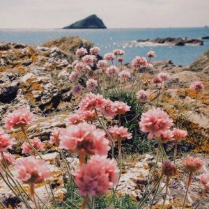 微信头像最好看的花各种各样(26张)