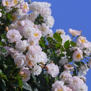 微信头像最好看的花各种各样(26张)