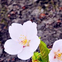 微信头像最好看的花各种各样(26张)
