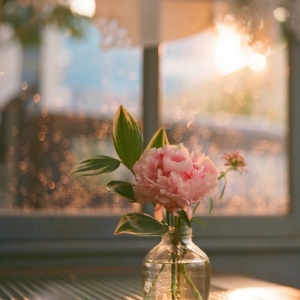 微信头像最好看的花各种各样(26张)