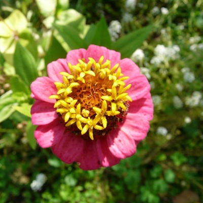 微信头像最好看的花各种各样(26张)