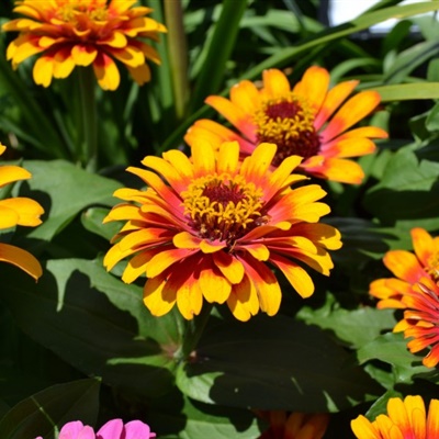 微信头像最好看的花各种各样(26张)