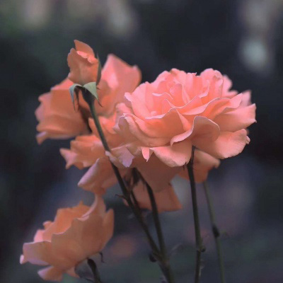 微信头像最好看的花各种各样(26张)