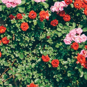 微信头像最好看的花各种各样(26张)