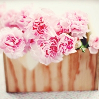 微信头像最好看的花各种各样(26张)