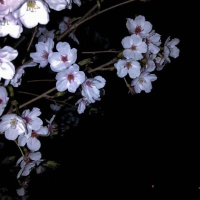 微信头像最好看的花各种各样(26张)