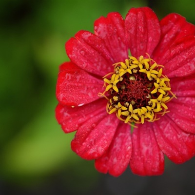 微信头像最好看的花各种各样(26张)