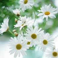 微信头像最好看的花中年女性(16张)